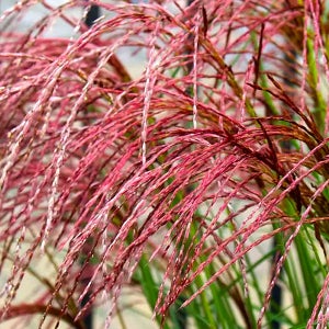 레드클라우드 그라스 억새 5치비닐화분묘 야생화 주택조경