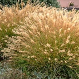 리틀키튼 그라스 억새 5치비닐화분묘 야생화 조경수