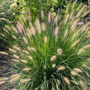 하멜른 그라스 억새 5치비닐화분묘 야생화 수크령