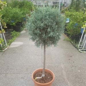 침엽수 블루아이스 15cm 화분 산림 대림묘목농원