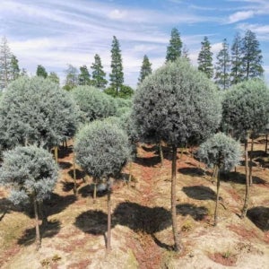 침엽수 블루아이스 20cm(P200) 화분 산림 대림묘목농원