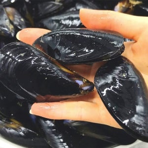 제철 손질 세척 다듬이홍합 5kg 생홍합 대용량 홍합탕