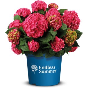 마크로필라 수국 엔들레스 썸머러브 레드 17cm 포트묘 시리즈