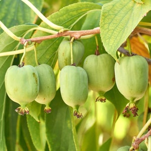 상상정원 일세다래 (다래) 나무 묘목 - 결실주 지주 분묘