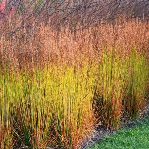 폴피터슨 그라스 억새 P9화분묘(9cm) 진퍼리새속 야생화 갈대