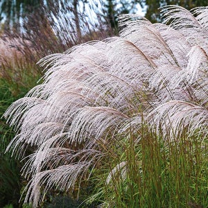 실버참 그라스 억새 P9화분묘(9cm) 진퍼리새속 야생화 갈대