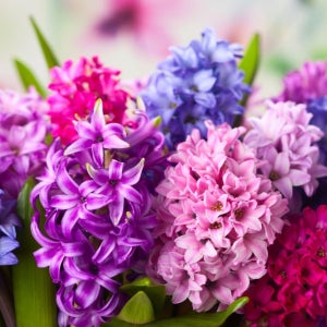 큐가든 히아신스 고급종 겹꽃 구근 유럽직수입 저온처리 수경재배 봄꽃 노지월동 오리지널