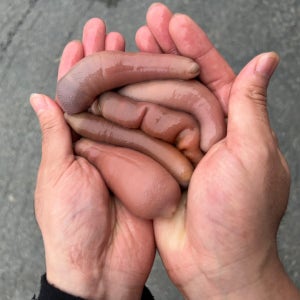제철 활 개불 10마리, 개불회 횟감 낚시 미끼 낚시용