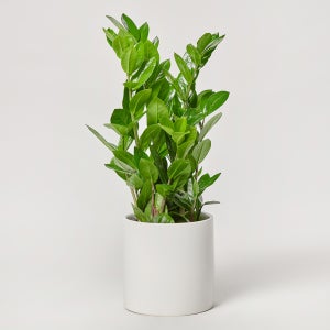 금전수 소형 실내화초 카페식물 집들이 축하 식당 오픈 개업 화분 선물 공기정화 전시회