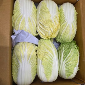 국내산 알배기 쌈배추 12통 특 상 박스 대용량 식자재