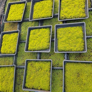 서리이끼 양지이끼 조경 원예 테라리움 공기정화