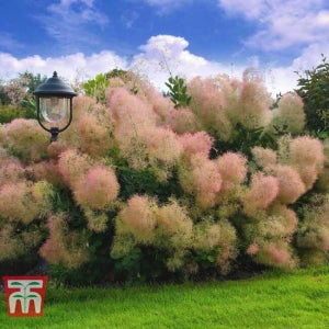 유럽 안개나무 영레이디 18cm 화분묘 관상수 특묘 대림묘목농원