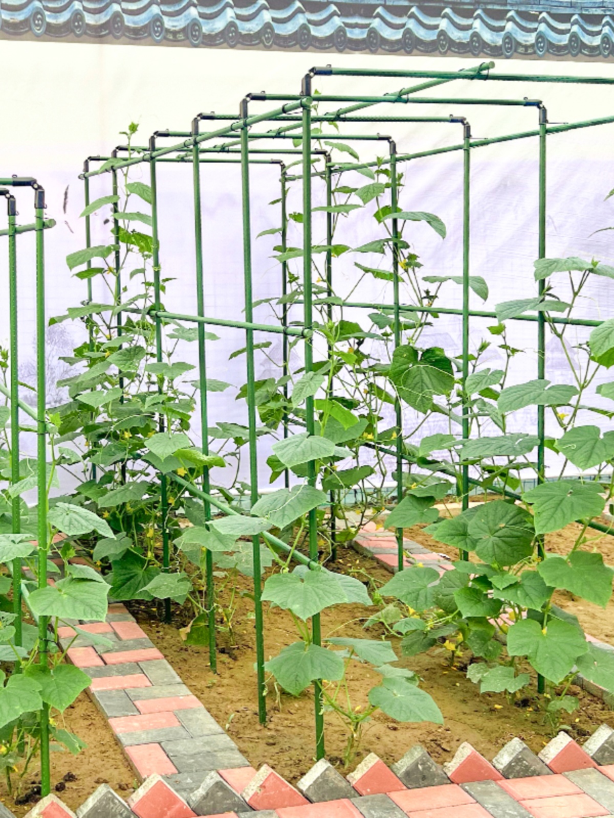 지지대 정원용 식용꽃 식용국화 식용장미 식용잎 꽃식용 식용생화 인테리어식물 11직경 60x120x120