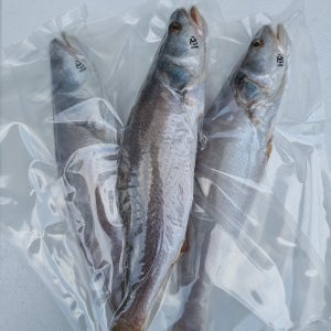 제사상 민어 조기 반건조 생선 뾰족조기 제수용 1마리