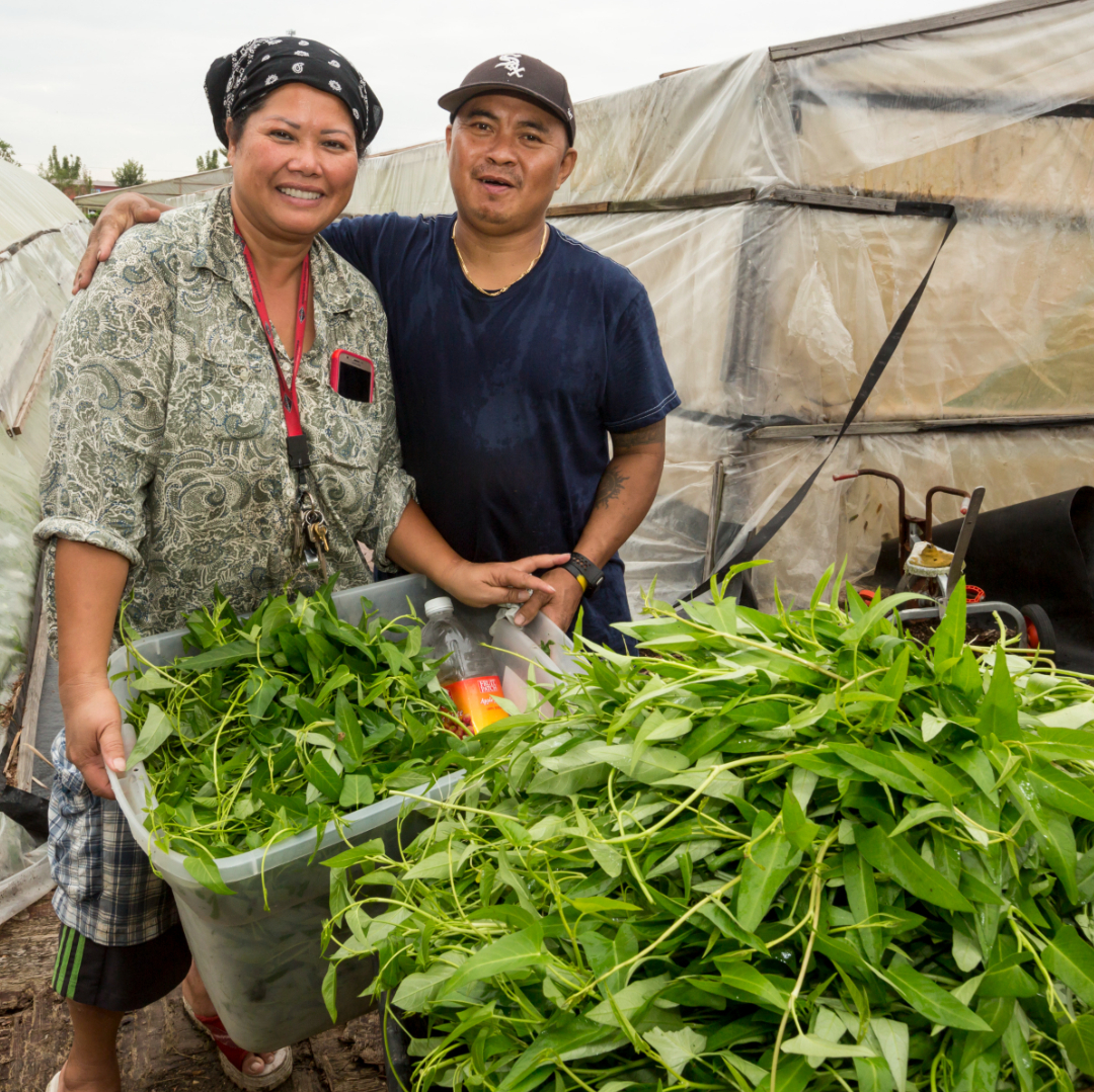 베트남채소 케일 공심채 청경채 고수 차요테 오크라 루꼴라 콜라비 야콘 죽순 모닝글로리볶음
