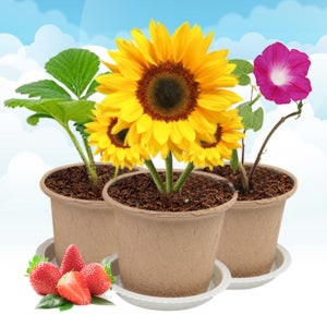 에코가든 재배세트 (3종) 키우기 식물 기르기 식목일 나무심기 새싹 관찰학습 교재 나팔꽃 딸기 해바라기