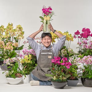 서양란 서양난 영전 승진 취임 개업화분 호접란 만천홍 축하난 고급 식물선물 공기정화 전시회