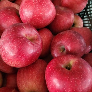 경북 사과 못난이 꿀사과 5kg 10kg 흠집 주스용 쥬스용 부사