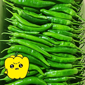 프레치 국산 못난이 싱싱 아삭이고추 오이고추 10kg, 1개