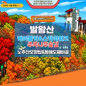[가을 당일기차] 발왕산 케이블카 & 천년주목나무 숲길&동해 도째비골 스카이위크