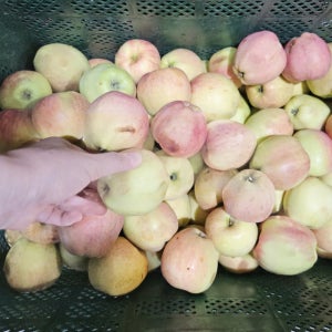 쥬스용 사과 흠과 흠집 사과 못난이 세척 주스용 가정용 10kg, 1개