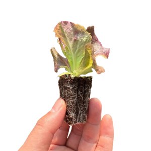 상추모종 꽃상추모종 2개 새마을총각