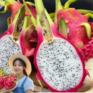 용과 베트남산 2과