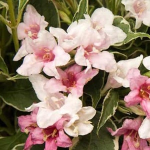 상상정원 써니판타지 왜성무늬 병꽃나무 묘목 - 포트묘