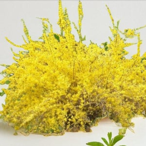 개나리 묘목 울타리 조경 나무 조경수, 2년생, 30주