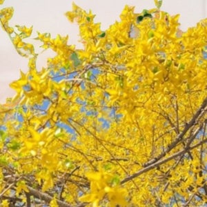 개나리 묘목 울타리 조경 나무 조경수, 2년생, 30주