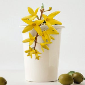 개나리 묘목 울타리 조경 나무 조경수, 10주