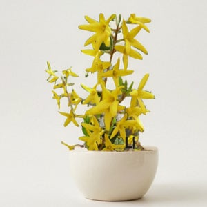 개나리 묘목 울타리 조경 나무 조경수, 10주