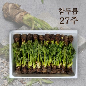 참두릅 입맛을 돋궈주는 향긋한 두릅 27주
