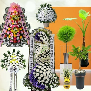 광주근조 화환 광주광역시 화환배달 전국꽃배달 개업식 축하3단 관엽식물 디자인 행사용