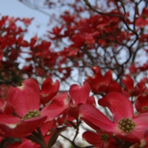 레드뷰티 개화주 접목3년차 붉은색 미산딸나무 분달이 목련처럼 잎이나기전 가득한 꽃