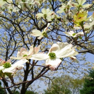클라우드나인 개화주 접목3년차 흰색 미산딸나무 분달이 목련처럼 잎이나기전 가득한 꽃