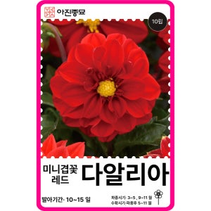 다알리아 씨앗 10립 / 미니겹꽃 다알리아 레드 종자 꽃씨 몰 꽃씨앗 봄 여름 가을