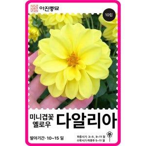 다알리아 씨앗 10립 / 미니겹꽃 다알리아 옐로우 종자 꽃씨 몰 꽃씨앗 봄 여름 가을