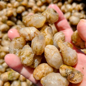 제철 고성 오만둥이 1kg 오만디 회 생물 냉동 산지직송