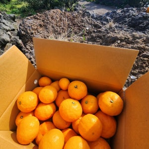 [임가네 귤농장] 제주 제철과일 산지직송 고당도 카라향 남진해 9kg, 100개