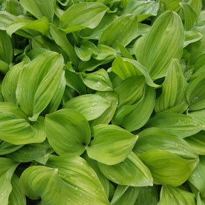 [예약판매] 26년 울릉도종 생명이나물 산마늘 무농약 친환경 잎명이 대명이 3kg 4kg