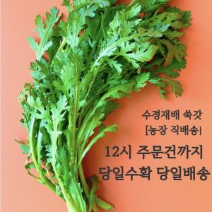 수경재배 당일수확 쑥갓 1kg/ 2kg /4kg [원산지 - 경남 고성]