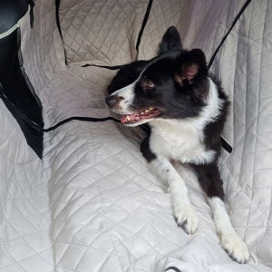 위드레오 애견카시트 대형견카시트 차시트 뒷좌석 풀커버 방수 메쉬창 베이지, XL(특대형)