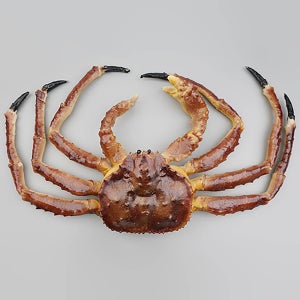 킹크랩 대게 꽃게 모형 바다생물 65cm 음식 모조 소품 장식 전시 피규어 PR