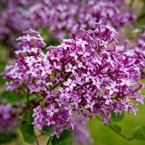 컬러초이스 라일락 다크퍼플 19cm 꽃나무 화분묘