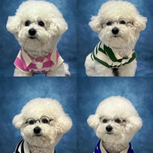 강아지옷 단가라 스트라이프 카라티 봄 여름 S-4XL 애견의류 반려견옷 중형견 대형견