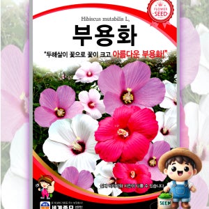 부용화 2g 원예 관상 조경 화단 용 꽃 씨 씨앗 종자 세계종묘