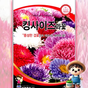 킹사이즈 과꽃 100립 원예 관상 조경 화단 용 꽃 씨 씨앗 종자 세계종묘