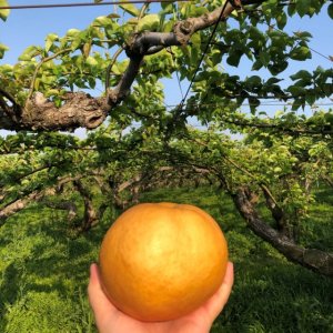 산지직송 신고 가정용 배 1.5kg 3kg 5kg 7.5kg 15kg 선물세트 못난이 흠집 업소용