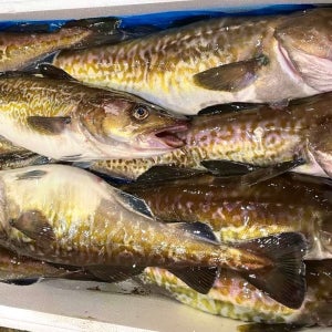 생대구 원물 생물 자연산 동해 당일바리 수매 대구탕 알고니 대구찜